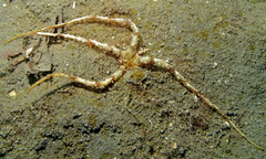 Actinostephanus haeckeli
