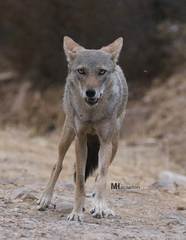 Canis lupaster anthus