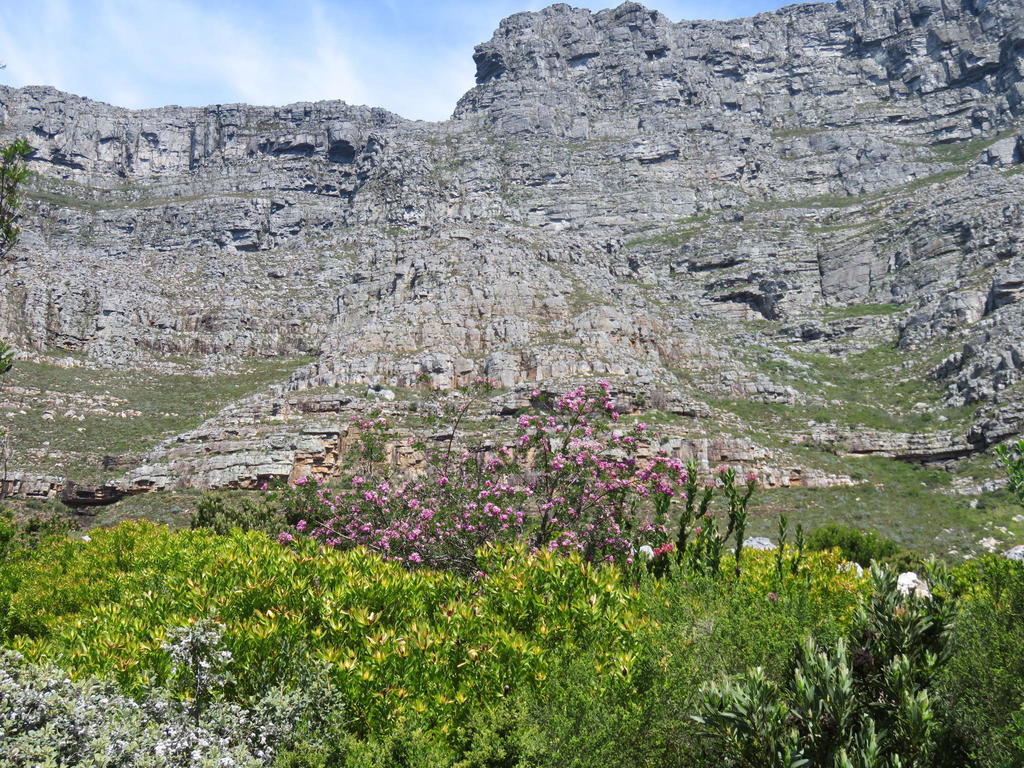 Bot River Sugarbush from Tafelberg Road Table Mountain: Table Mountain ...