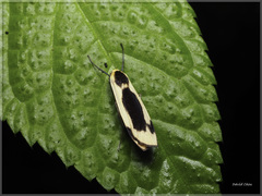 Thysanoptyx incurvata