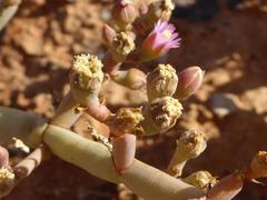 Mesembryanthemum dinteri