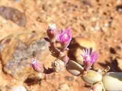 Mesembryanthemum dinteri