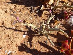 Mesembryanthemum dinteri