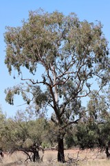 Eucalyptus ochrophloia