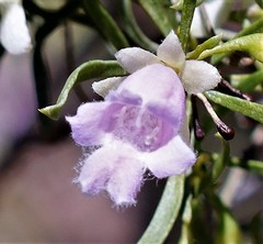 Eremophila sturtii