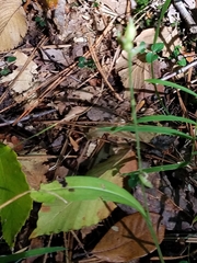 Platanthera clavellata