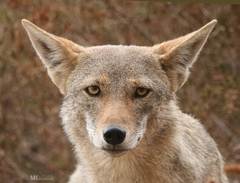 Canis lupaster anthus