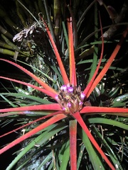 Aechmea recurvata
