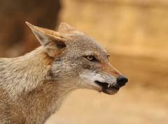 Canis lupaster anthus