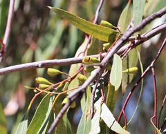 Eucalyptus ochrophloia