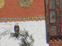 Haliaeetus leucoryphus