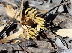 Eucalyptus ochrophloia