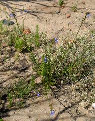 Lobelia comosa comosa