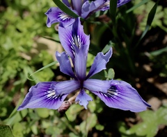Iris macrosiphon