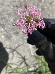 Centranthus angustifolius