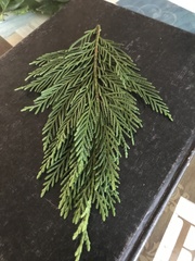Cupressus × leylandii
