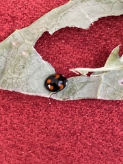 Harmonia axyridis