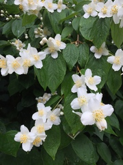 Philadelphus coronarius