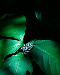 Cyclosia latipennis