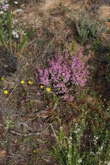 Erica mauritanica