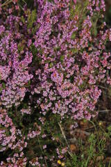 Erica mauritanica