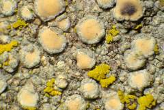 Lecanora confusa