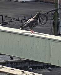 Columba livia