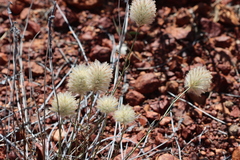 Ptilotus xerophilus