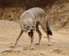 Canis lupaster anthus