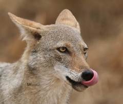 Canis lupaster anthus