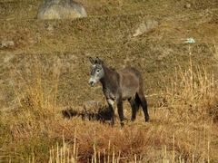 Equus asinus × caballus