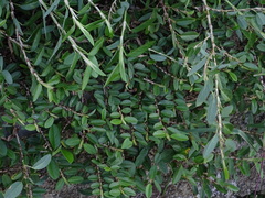 Magnoliopsida