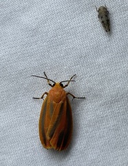 Hypoprepia miniata