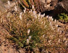 Wahlenbergia oxyphylla