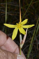 Bobartia filiformis