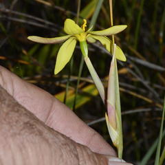 Bobartia filiformis