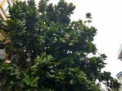 Barringtonia asiatica