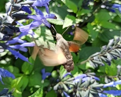 Macroglossum stellatarum