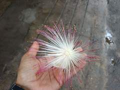 Barringtonia asiatica