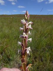 Satyrium longicauda longicauda