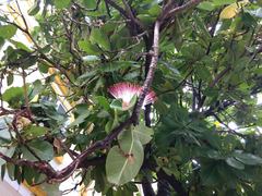 Barringtonia asiatica