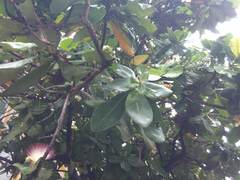 Barringtonia asiatica