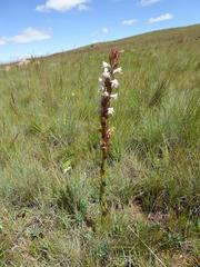 Satyrium longicauda longicauda