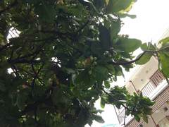 Barringtonia asiatica