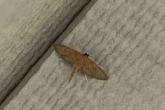 Hymenoptychis sordida