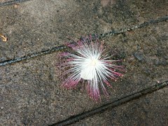 Barringtonia asiatica