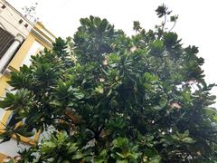 Barringtonia asiatica