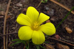 Moraea fugacissima