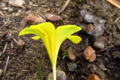 Moraea fugacissima
