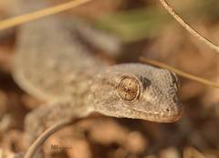 Ptyodactylus